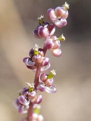Triglochin laxiflora