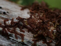 Frullania nisquallensis