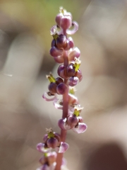 Triglochin laxiflora