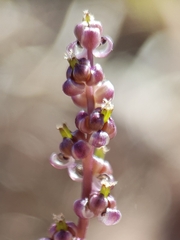 Triglochin laxiflora