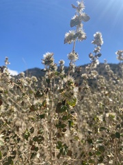 Brickellia californica