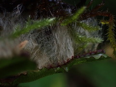 Conocephalum conicum