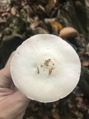 Agaricus sylvicola