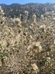 Brickellia californica