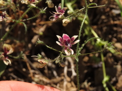 Schizanthus parvulus