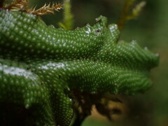 Conocephalum conicum