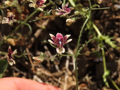 Schizanthus parvulus