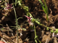 Schizanthus parvulus