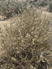 Brickellia californica