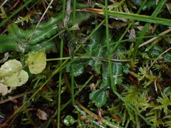 Conocephalum conicum