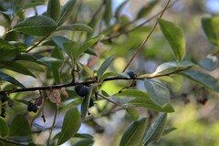 Forestiera pubescens