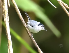 Polioptila bilineata