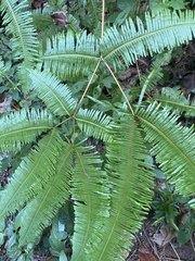 Dicranopteris linearis