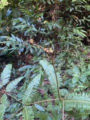 Dicranopteris linearis