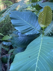 Dillenia suffruticosa