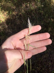 Andropogon ternarius