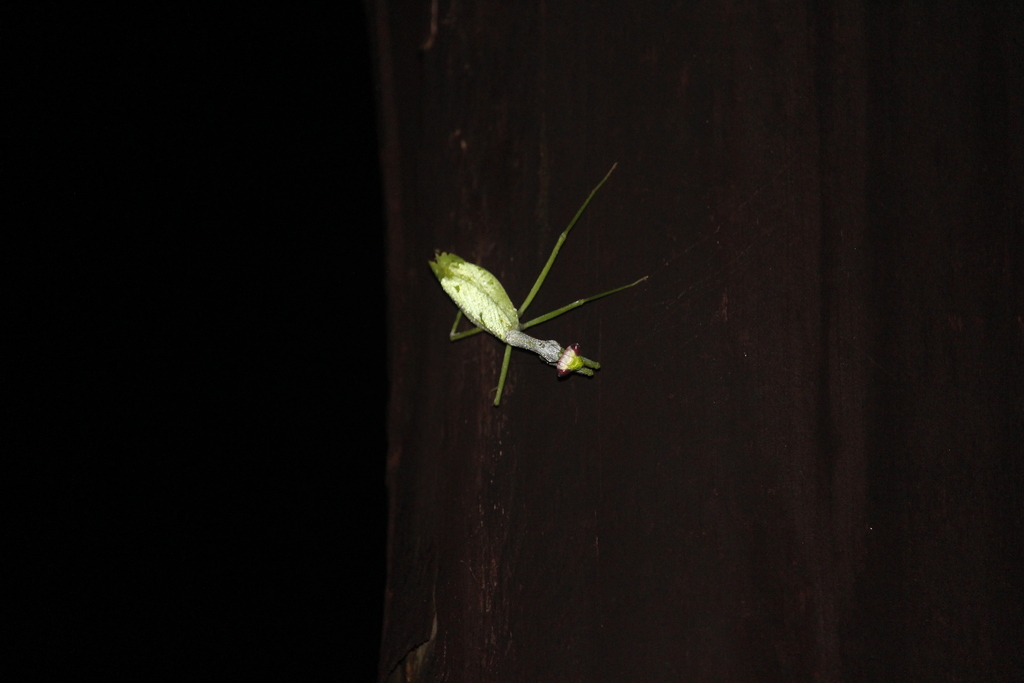 Oxyopsis rubicunda