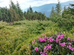 Rhododendron kotschyi