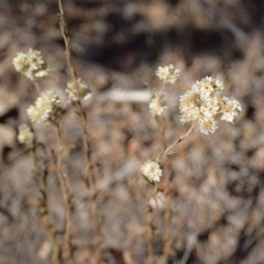 Pseudognaphalium californicum