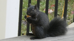 Sciurus carolinensis