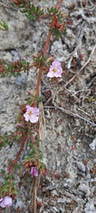 Frankenia pulverulenta
