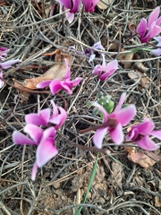 Cyclamen graecum graecum