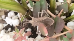 Chariesterus antennator