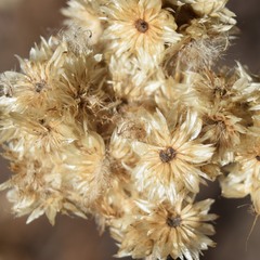Pseudognaphalium californicum