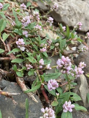 Persicaria pensylvanica