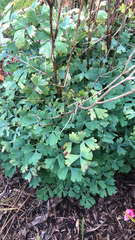 Aquilegia chrysantha