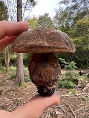 Neoboletus erythropus
