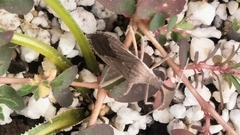 Chariesterus antennator