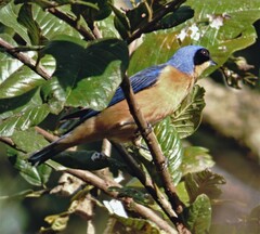 Pipraeidea melanonota