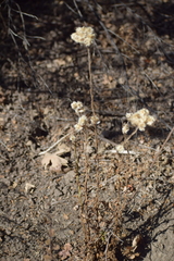 Pseudognaphalium californicum