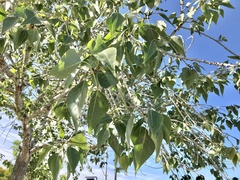 Populus fremontii