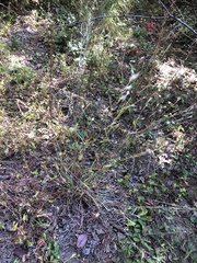 Andropogon ternarius