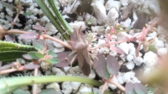 Chariesterus antennator