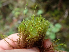 Dichodontium pellucidum