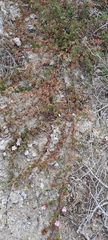 Frankenia pulverulenta