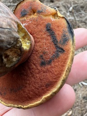Neoboletus erythropus