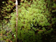 Dichodontium pellucidum