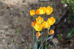 Ornithogalum maculatum