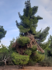 Pinus halepensis