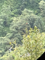 Pericrocotus ethologus