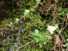 Dichodontium pellucidum