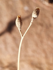 Silene gallica