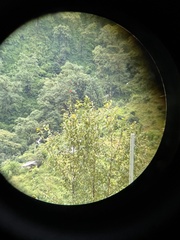 Pericrocotus ethologus