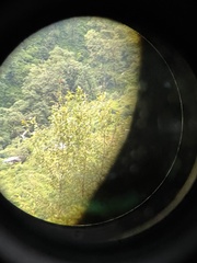 Pericrocotus ethologus