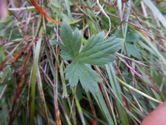 Ranunculus propinquus subborealis