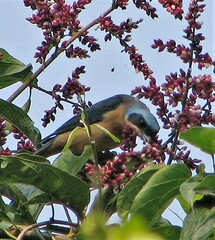 Pipraeidea melanonota